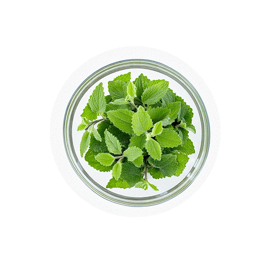 files/Lemon_Balm_reduced.png