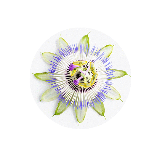 files/Passion_Flower_reduced.png